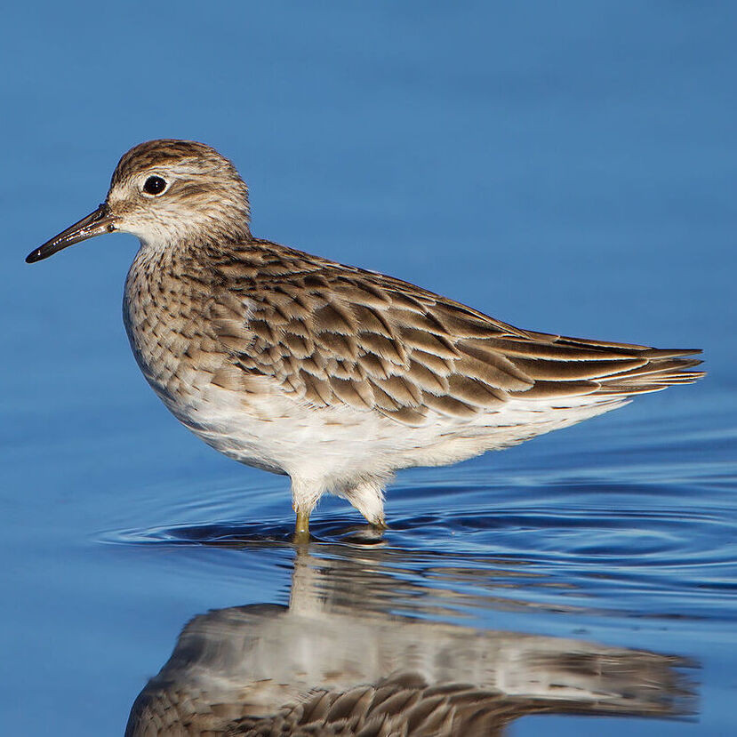 Sharp Tailed Sandpiper sharp tailed sandpiper fiji