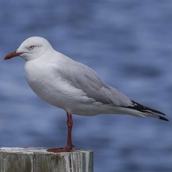 Silver Gull silver gull fiji