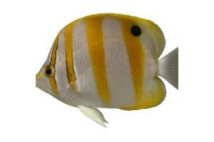 Sixspine Butterflyfish Sixspine Butterflyfish