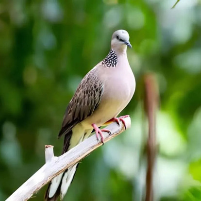Spotted Dove Fiji spotted dove fiji