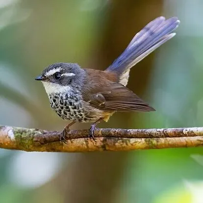 Streaked Fantail Streaked Fantail.