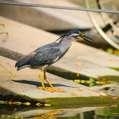 Striated Heron Striated Heron
