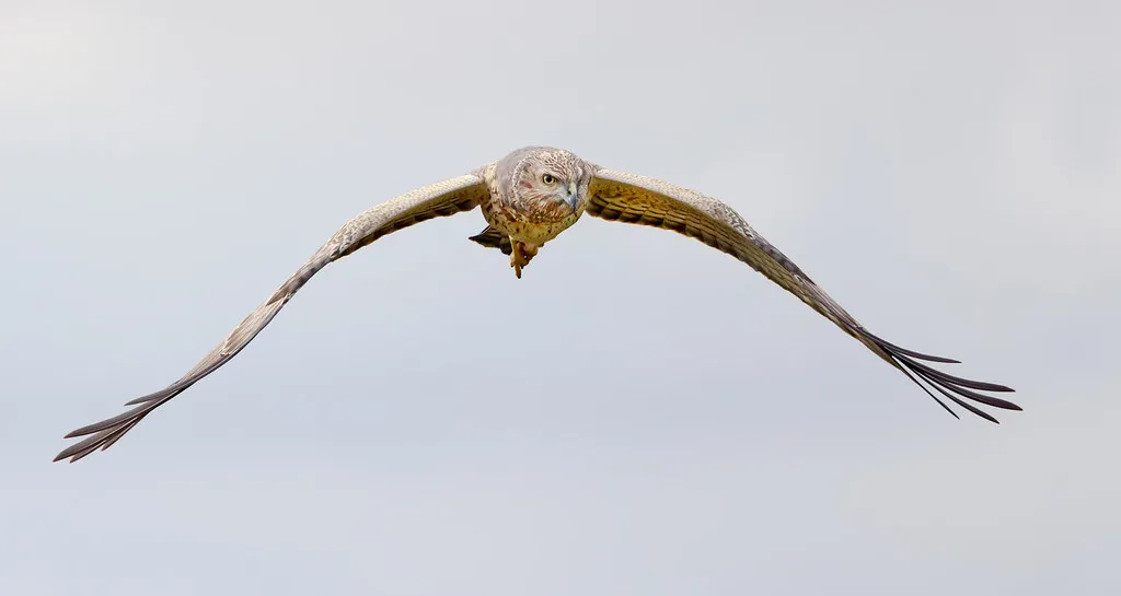 Swamp Harrier in Flight swamp harrier in flight