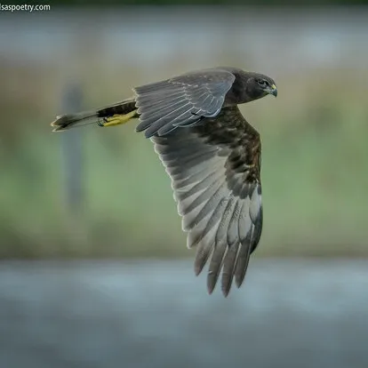 Swamp Harrier Swamp Harrier