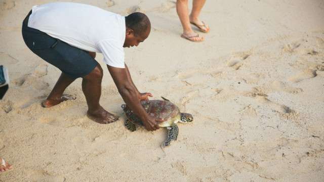 Turtle Sanctuary Turtle Sanctuary