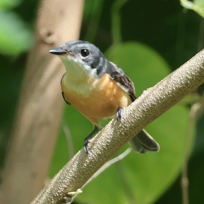 VANIKORO FLYCATCHER vanikoro flycatcher