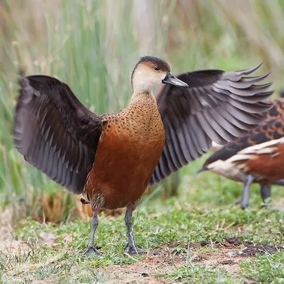 Wandering Whistling Duck Wandering Whistling Duck