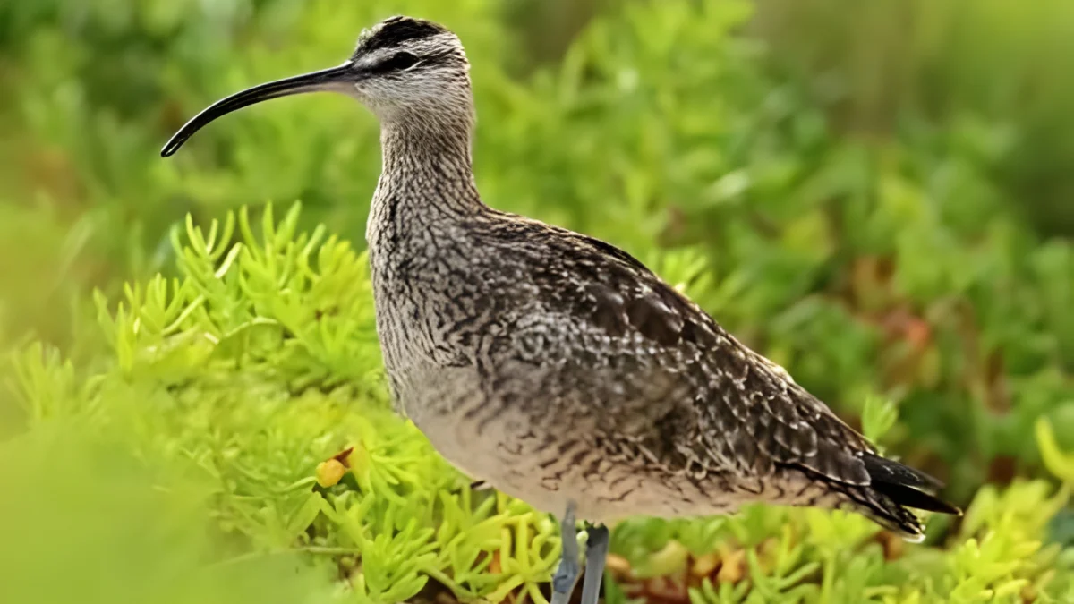 Whimbrel Main Image scaled Whimbrel bird on Fiji shoreline