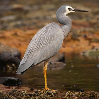 White Faced Heron White Faced Heron