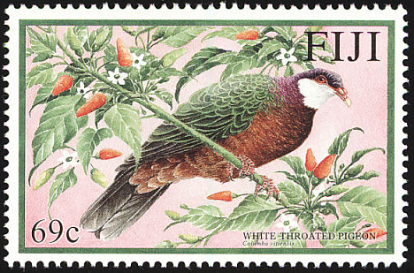 White Throated Pigeon White Throated Pigeon