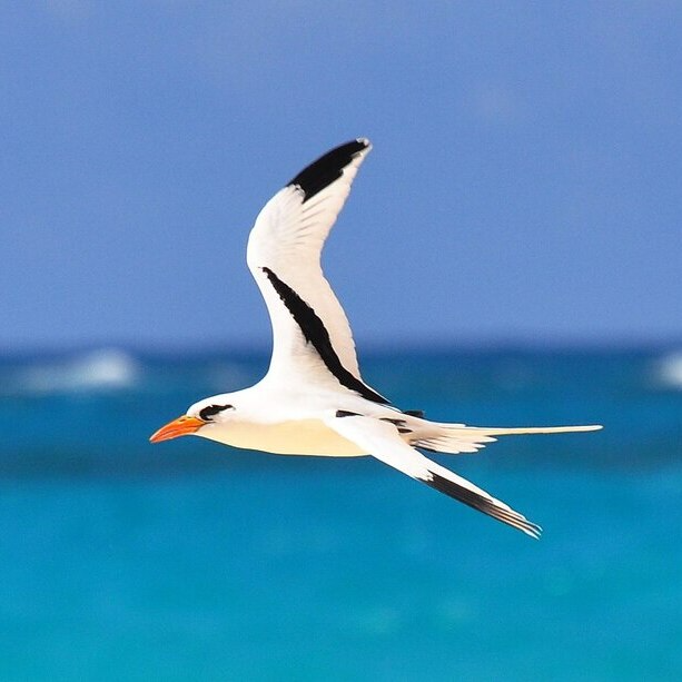 White tailed Tropicbird