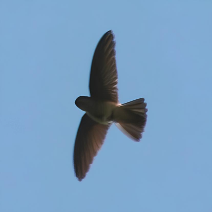 Whiter umpeds wiftlet White-rumped Swiftlet