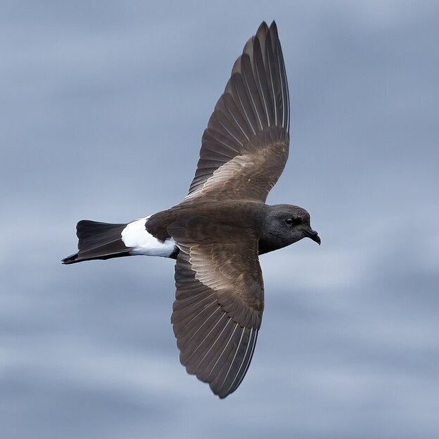 Wilsons Storm Petrel Wilsons Storm Petrel