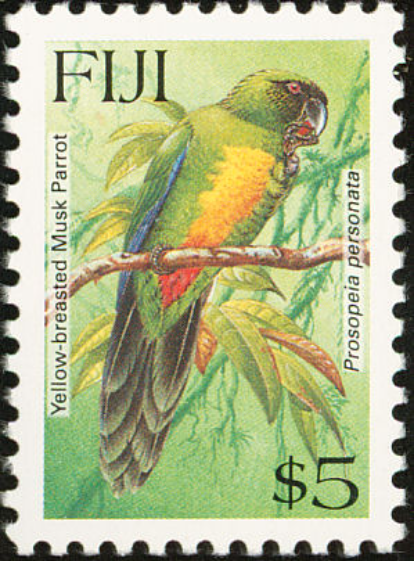 Yellow breasted Musk Parrot Yellow breasted Musk Parrot