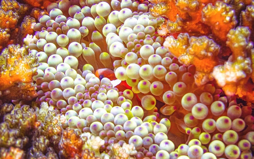 diving Big Blue Fiji 1 spectacular brightly coloured diving big blue fiji
