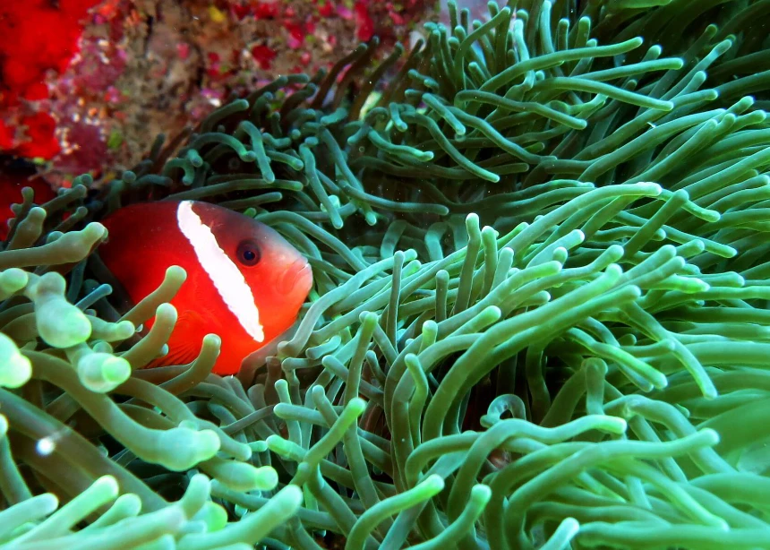 marine Life marine life fiji